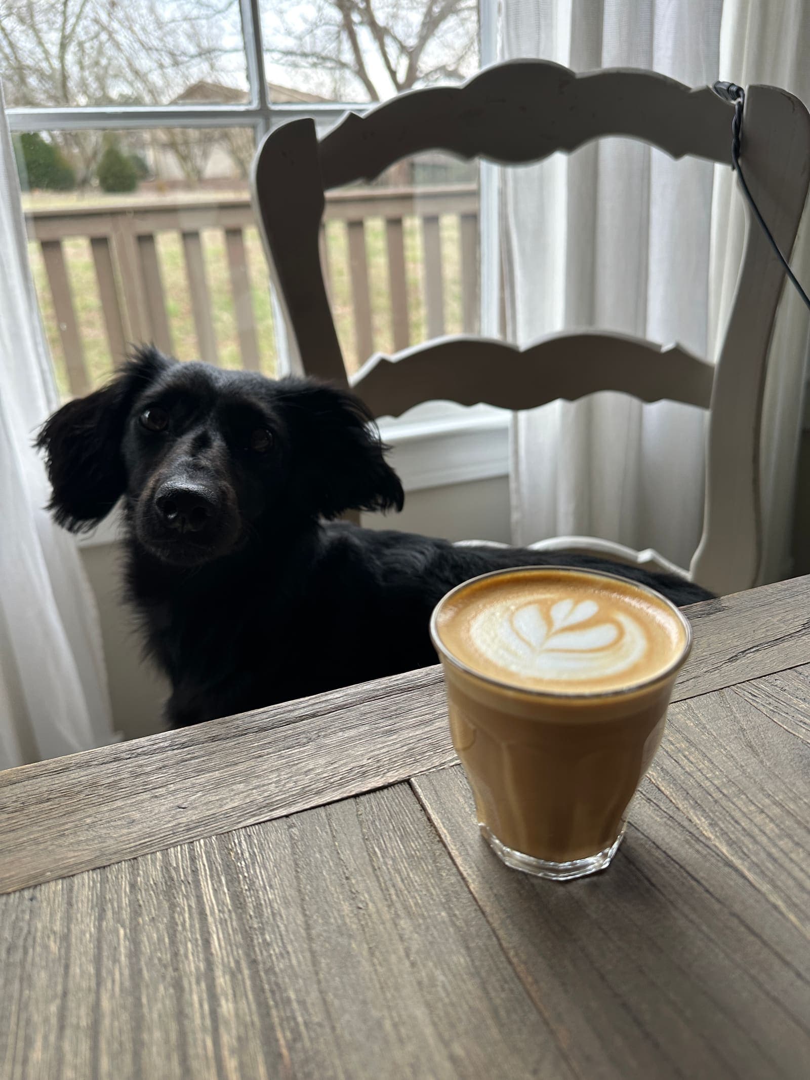 A latte with rosetta art on a wooden table, Dolly the dog watching hopefully from a chair behind it